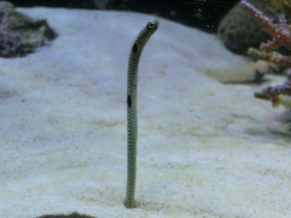 チンアナゴ(生息水深10～20ｍ)